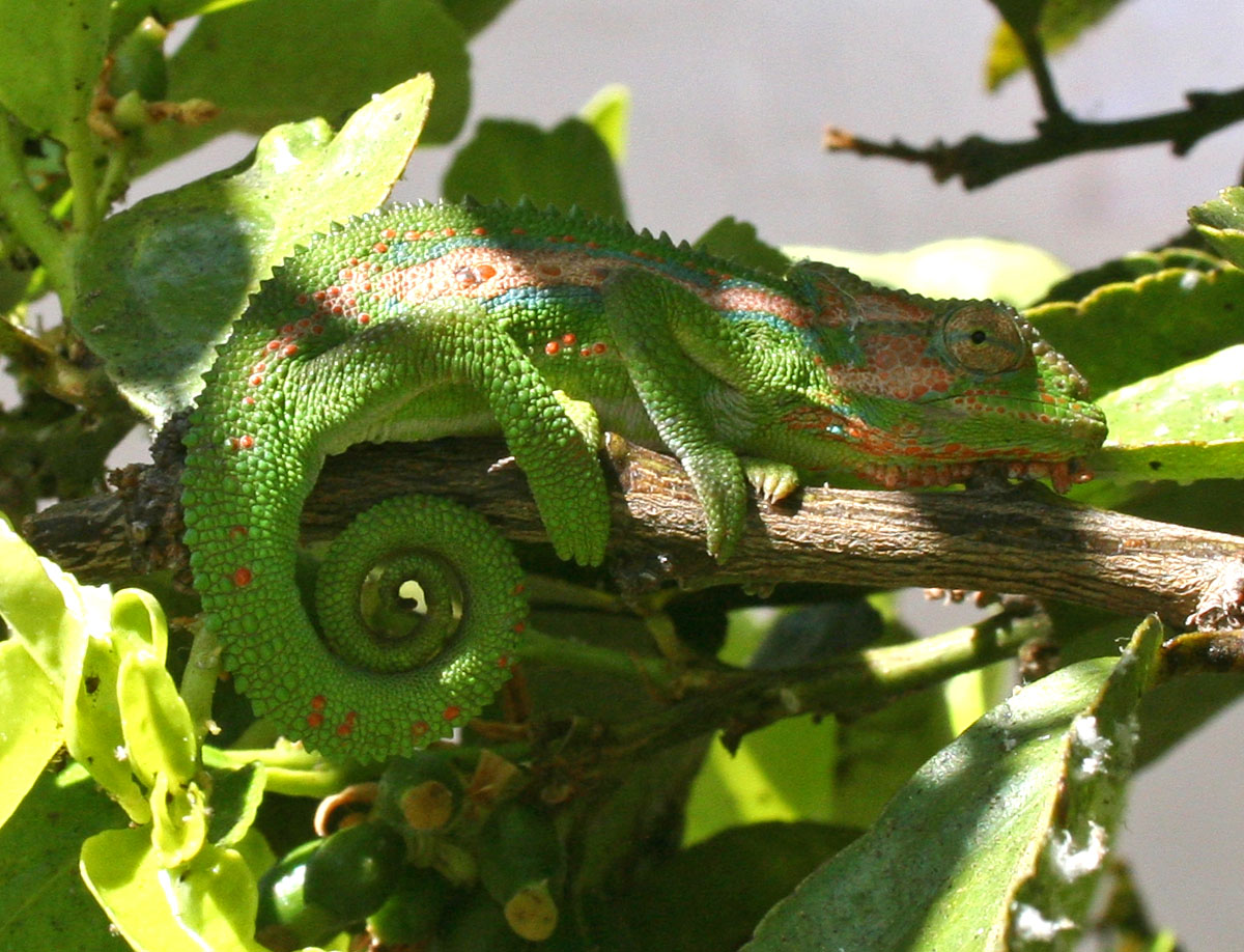 chameleon_0