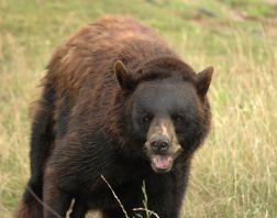 Orso Bruno